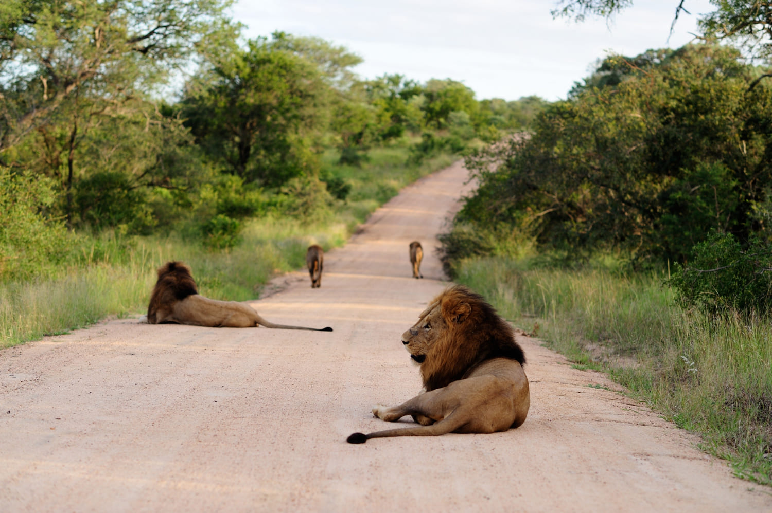 African Safari